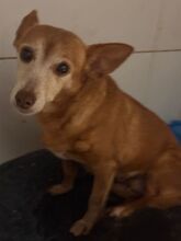 MARCELI, Hund, Podenco Maneto in Spanien - Bild 1