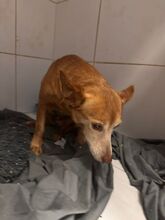 MARCELI, Hund, Podenco Maneto in Spanien - Bild 3