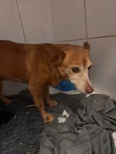 MARCELI, Hund, Podenco Maneto in Spanien - Bild 4