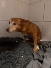 MARCELI, Hund, Podenco Maneto in Spanien - Bild 5