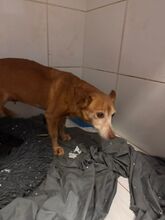 MARCELI, Hund, Podenco Maneto in Spanien - Bild 6