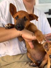 MAURICE, Hund, Malinois-Podenco-Mix in Spanien - Bild 1