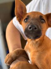 MAURICE, Hund, Malinois-Podenco-Mix in Spanien - Bild 3