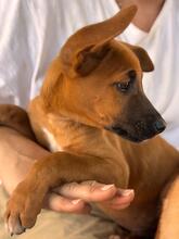 MAURICE, Hund, Malinois-Podenco-Mix in Spanien - Bild 4