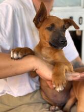 MAURICE, Hund, Malinois-Podenco-Mix in Spanien - Bild 5