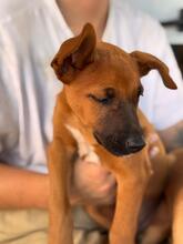 MAURICE, Hund, Malinois-Podenco-Mix in Spanien - Bild 6