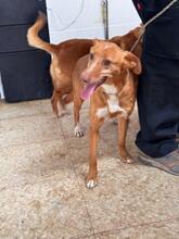 LUCERA, Hund, Podenco in Spanien - Bild 2