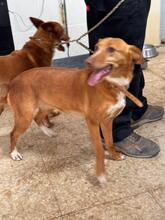 LUCERA, Hund, Podenco in Spanien - Bild 3
