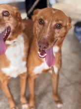 LUCERA, Hund, Podenco in Spanien - Bild 4