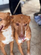 LUCERA, Hund, Podenco in Spanien - Bild 5
