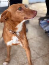 LUCERA, Hund, Podenco in Spanien - Bild 6