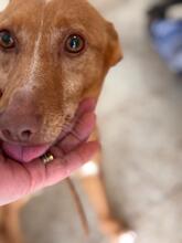 LUCERA, Hund, Podenco in Spanien - Bild 7