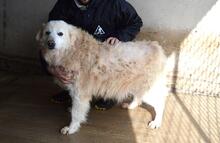 DORATHY, Hund, Maremmano-Mix in Italien - Bild 1