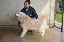 DORATHY, Hund, Maremmano-Mix in Italien - Bild 2