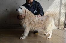 DORATHY, Hund, Maremmano-Mix in Italien - Bild 3
