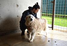 DORATHY, Hund, Maremmano-Mix in Italien - Bild 4