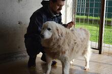 DORATHY, Hund, Maremmano-Mix in Italien - Bild 5