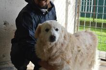 DORATHY, Hund, Maremmano-Mix in Italien - Bild 6