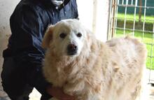 DORATHY, Hund, Maremmano-Mix in Italien - Bild 7