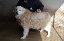 DORATHY, Hund, Maremmano-Mix in Italien - Bild 8