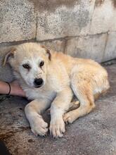 SNOWY, Hund, Mischlingshund in Spanien - Bild 2