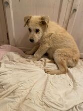 SNOWY, Hund, Mischlingshund in Spanien - Bild 3