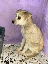 SNOWY, Hund, Mischlingshund in Spanien - Bild 5