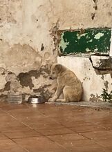 SNOWY, Hund, Mischlingshund in Spanien - Bild 7