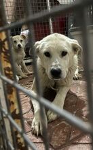 SNOWY, Hund, Mischlingshund in Spanien - Bild 8