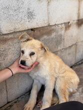 SNOWY, Hund, Mischlingshund in Spanien - Bild 9
