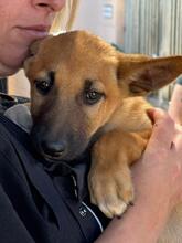 FABIAN, Hund, Malinois-Podenco-Mix in Spanien - Bild 1