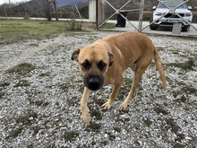 BOOMER, Hund, Mischlingshund in Eixen - Bild 1
