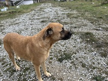 BOOMER, Hund, Mischlingshund in Eixen - Bild 2