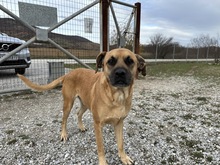 BOOMER, Hund, Mischlingshund in Eixen - Bild 4