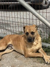 BOOMER, Hund, Mischlingshund in Eixen - Bild 5