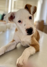 CHUPI, Hund, Border Collie-Mix in Spanien - Bild 1
