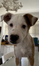 CHUPI, Hund, Border Collie-Mix in Spanien - Bild 2