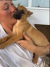 ANASTASIA, Hund, Malinois-Podenco-Mix in Spanien - Bild 1