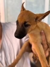 ANASTASIA, Hund, Malinois-Podenco-Mix in Spanien - Bild 2