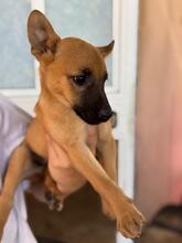 ANASTASIA, Hund, Malinois-Podenco-Mix in Spanien - Bild 3