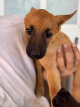 ANASTASIA, Hund, Malinois-Podenco-Mix in Spanien - Bild 4