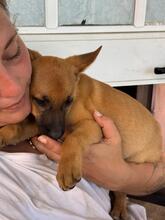 ANASTASIA, Hund, Malinois-Podenco-Mix in Spanien - Bild 5