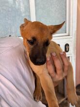 ANASTASIA, Hund, Malinois-Podenco-Mix in Spanien - Bild 6