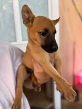 ANASTASIA, Hund, Malinois-Podenco-Mix in Spanien - Bild 7