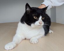 MOLINA, Katze, Europäisch Kurzhaar in Spanien