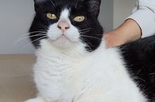 MOLINA, Katze, Europäisch Kurzhaar in Spanien - Bild 10