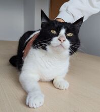 MOLINA, Katze, Europäisch Kurzhaar in Spanien - Bild 2