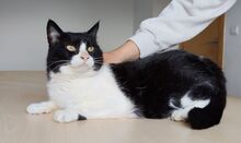 MOLINA, Katze, Europäisch Kurzhaar in Spanien - Bild 4