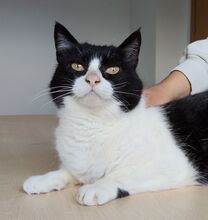 MOLINA, Katze, Europäisch Kurzhaar in Spanien - Bild 5