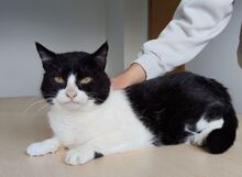 MOLINA, Katze, Europäisch Kurzhaar in Spanien - Bild 6